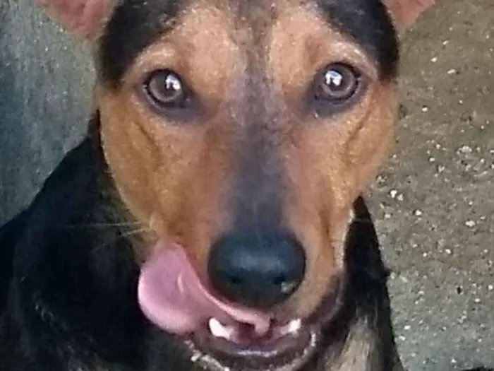 Cachorro ra a Srd idade 1 ano nome Vegaa