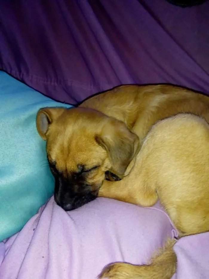 Cachorro ra a Misturada idade 2 a 6 meses nome Beethoven