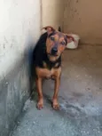 Vegaa