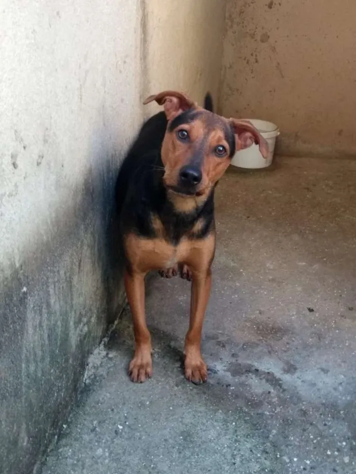 Cachorro ra a Srd idade 1 ano nome Vegaa