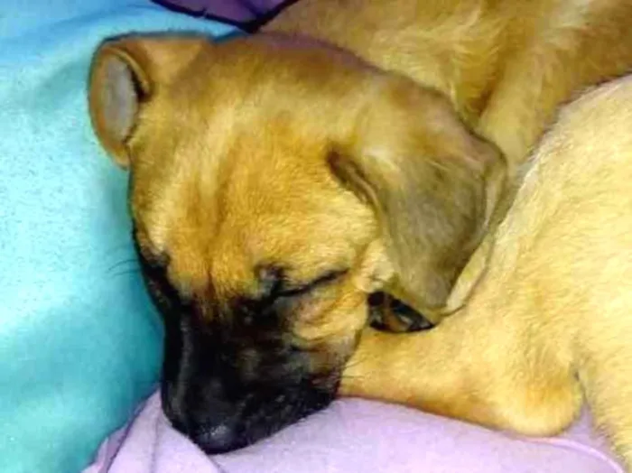 Cachorro ra a Misturada idade 2 a 6 meses nome Beethoven