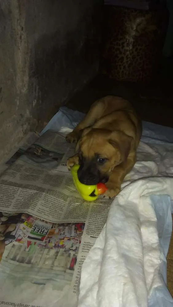 Cachorro ra a Misturada idade 2 a 6 meses nome Beethoven