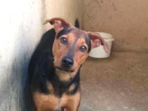 Cachorro raça Srd idade 1 ano nome Vegaa