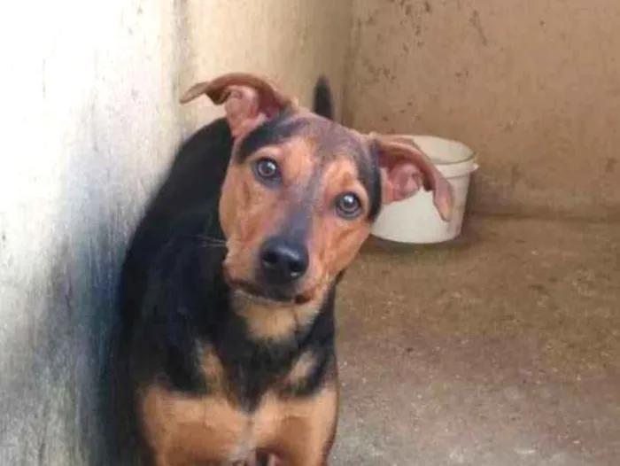 Cachorro ra a Srd idade 1 ano nome Vegaa