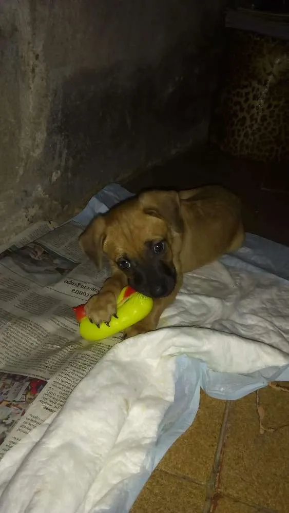 Cachorro ra a Misturada idade 2 a 6 meses nome Beethoven