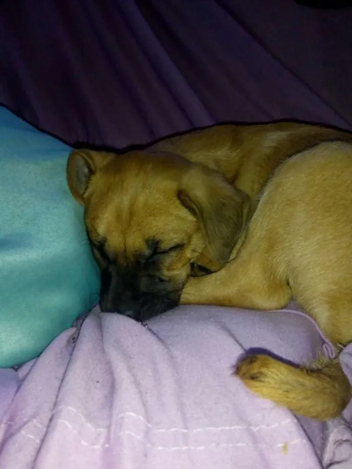 Cachorro ra a Misturada idade 2 a 6 meses nome Beethoven