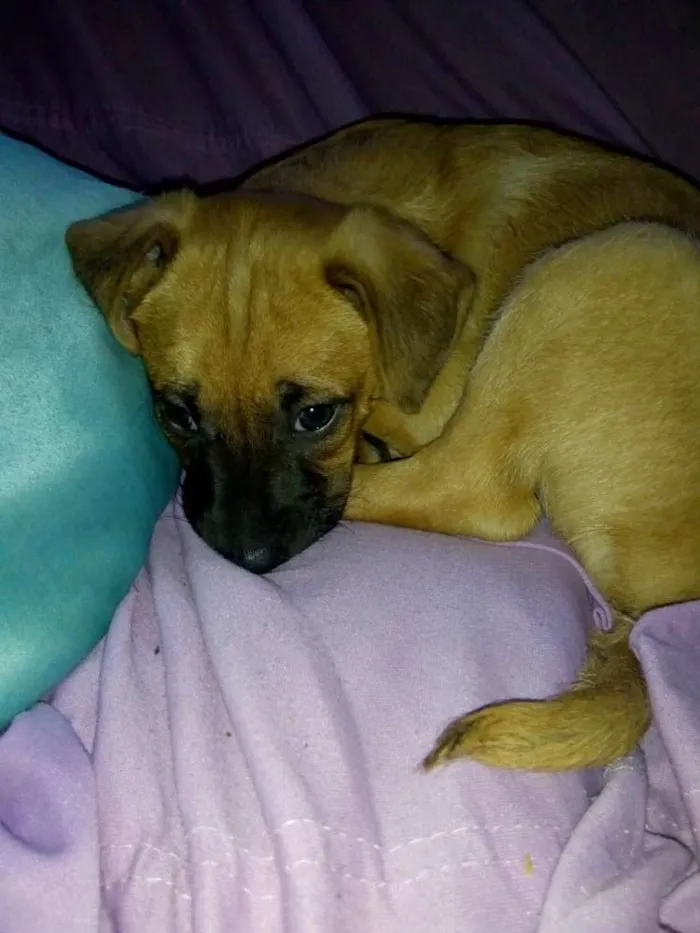 Cachorro ra a Misturada idade 2 a 6 meses nome Beethoven