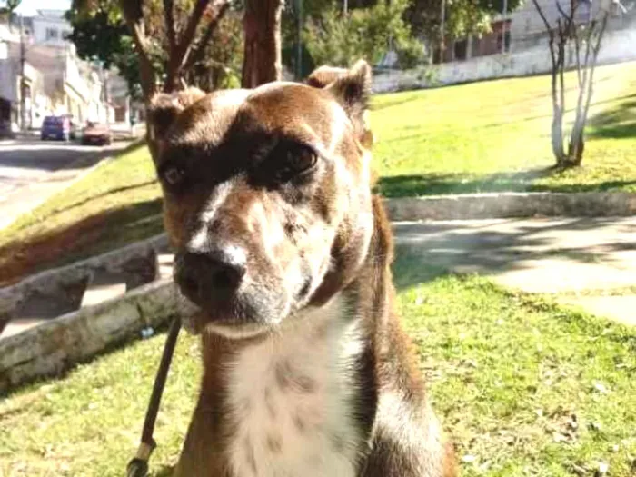 Cachorro ra a SRD idade 2 anos nome Cacau
