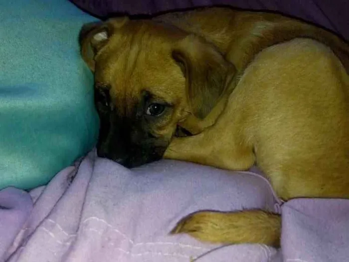 Cachorro ra a Misturada idade 2 a 6 meses nome Beethoven