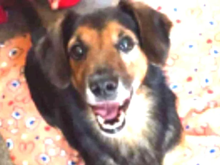 Cachorro raça SRD idade 6 ou mais anos nome LUPPY