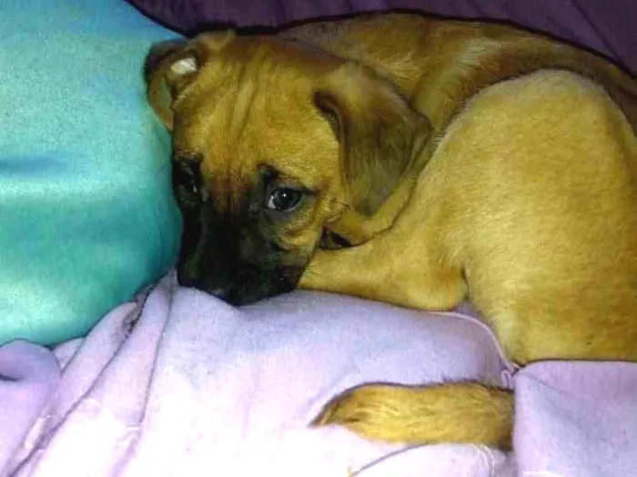 Cachorro ra a Misturada idade 2 a 6 meses nome Beethoven