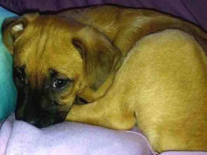 Cachorro ra a Misturada idade 2 a 6 meses nome Beethoven