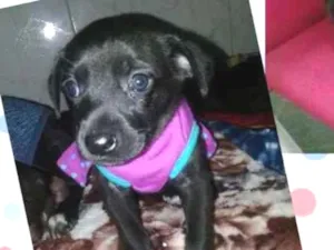 Cachorro raça srd idade Abaixo de 2 meses nome bijoux