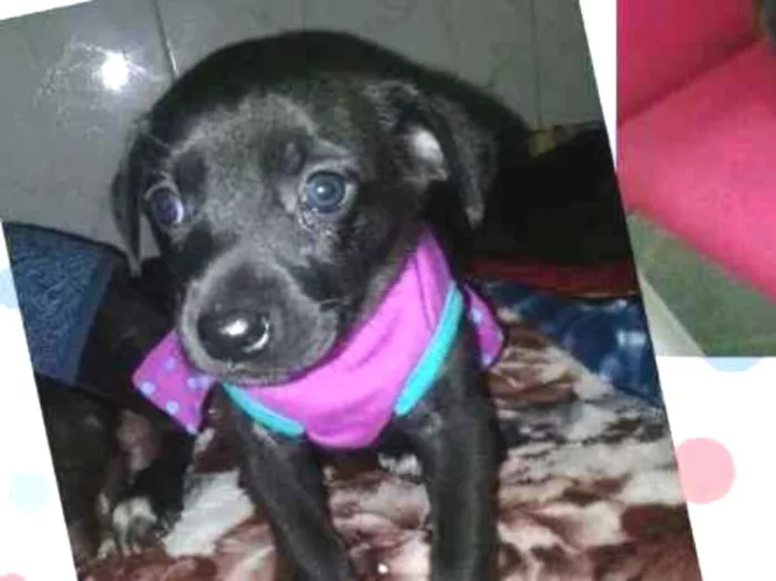 Cachorro ra a srd idade Abaixo de 2 meses nome bijoux