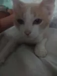 Rajadinho
