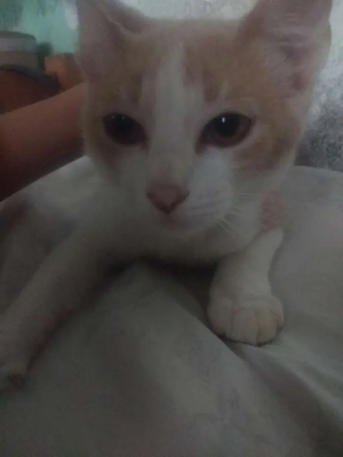 Gato raça Não sei idade 2 a 6 meses nome Rajadinho