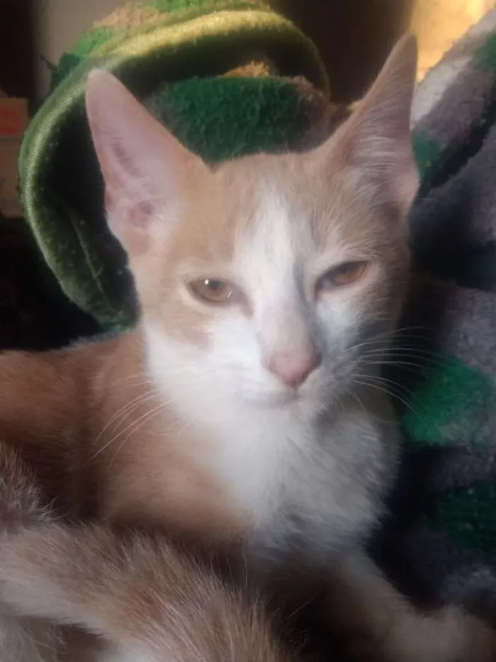 Gato raça Não sei idade 2 a 6 meses nome Rajadinho
