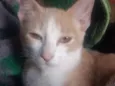 Rajadinho
