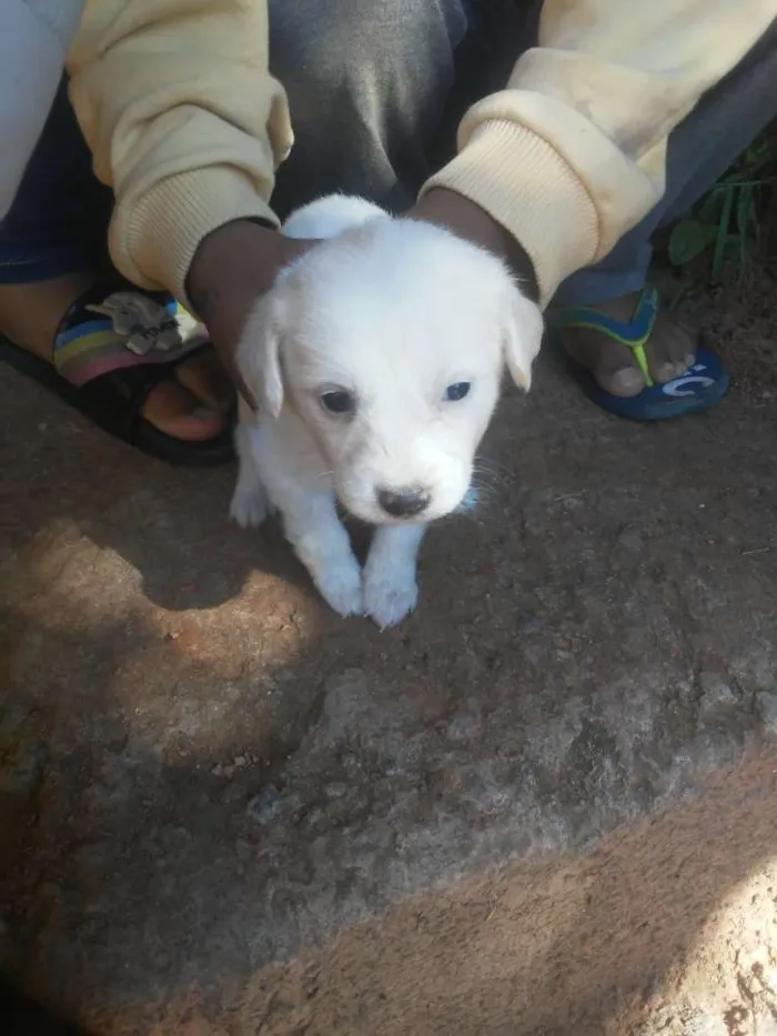 Cachorro ra a Mystis idade 2 a 6 meses nome Tor