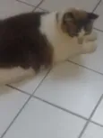 Puma nido veisgo aki