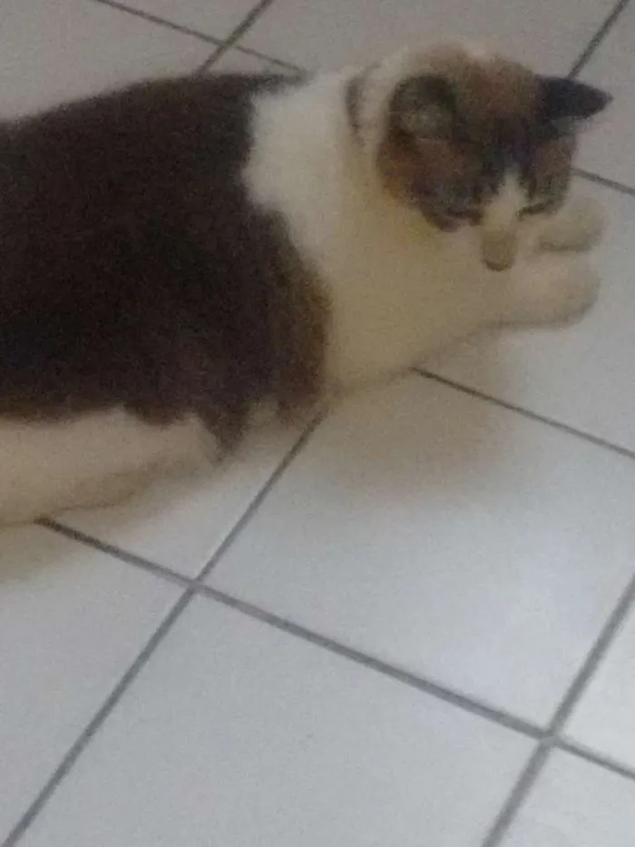 Gato ra a Vira lata idade 6 ou mais anos nome Puma nido veisgo aki