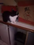 Puma nido veisgo aki