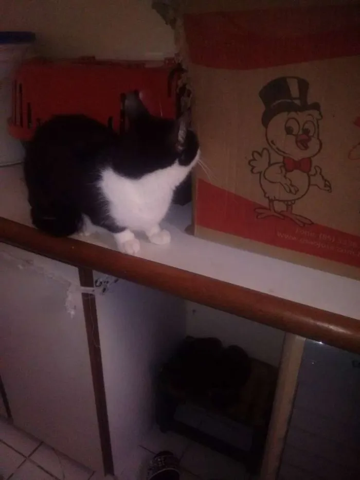Gato ra a Vira lata idade 6 ou mais anos nome Puma nido veisgo aki