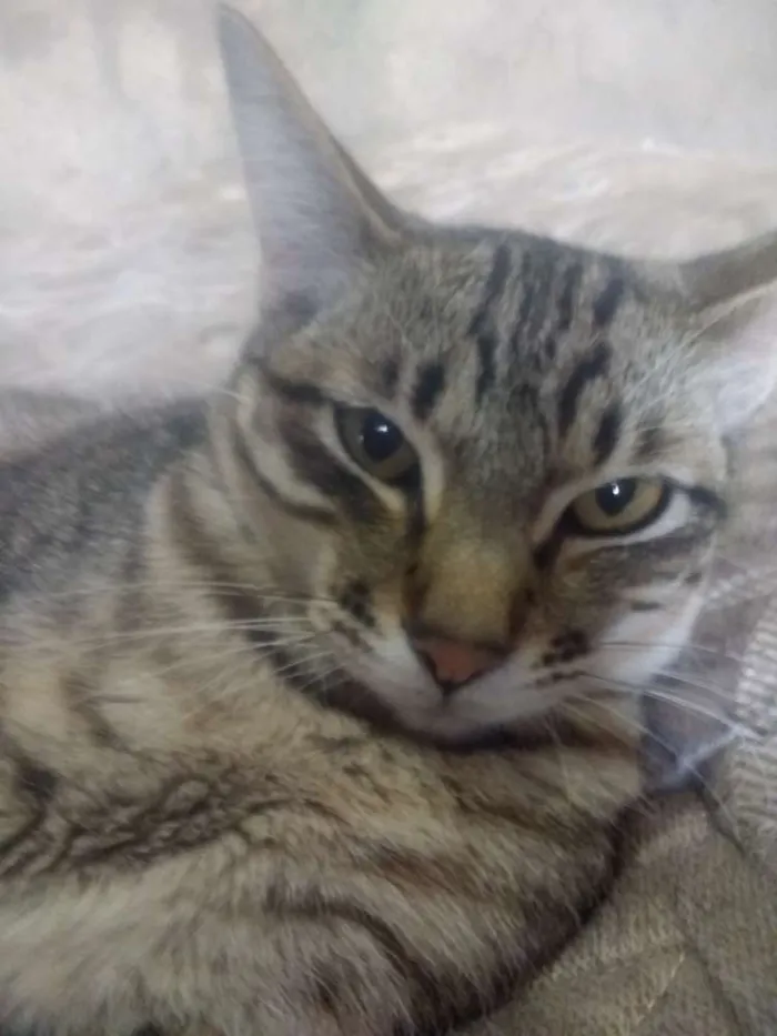 Gato raça Não sei idade 7 a 11 meses nome Rajadinha