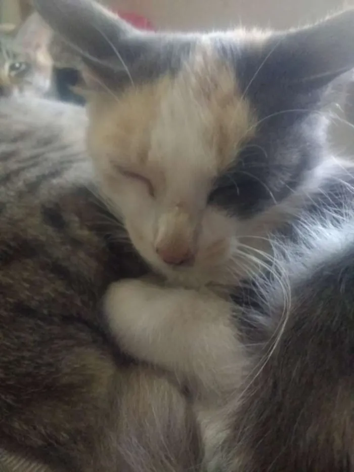 Gato raça Não sei idade 2 a 6 meses nome Rajadinho