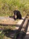 Pingo