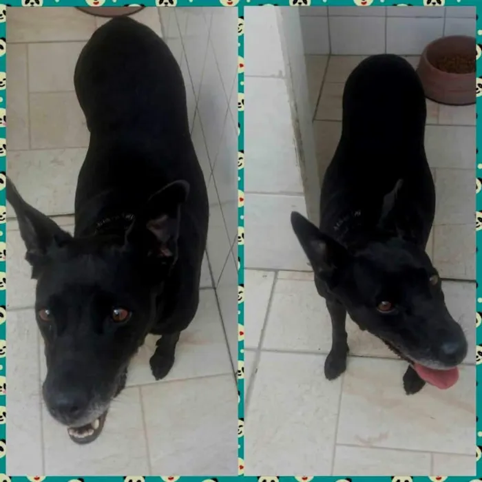Cachorro ra a SRD idade 5 anos nome Big