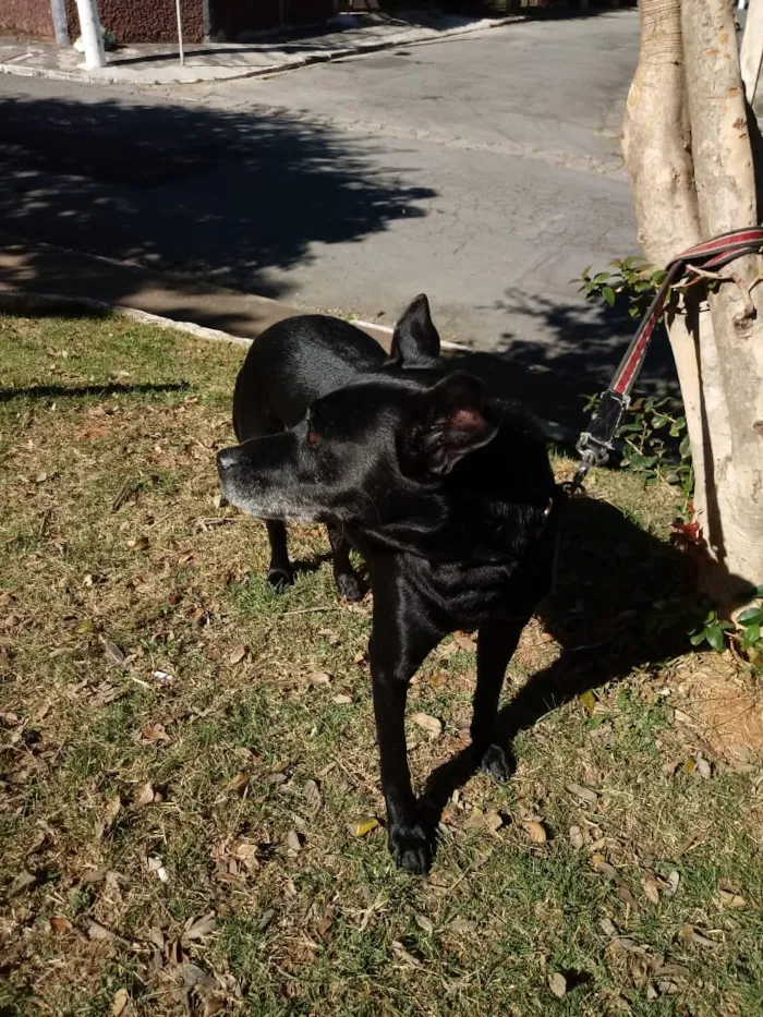 Cachorro ra a SRD idade 5 anos nome Big