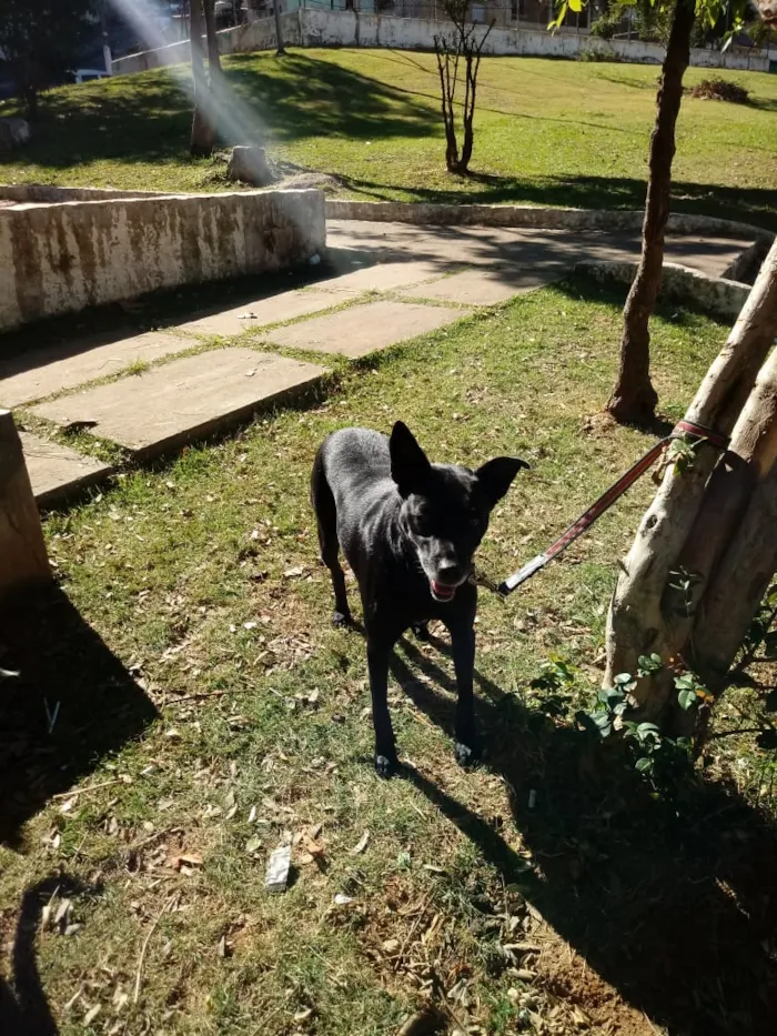 Cachorro ra a SRD idade 5 anos nome Big