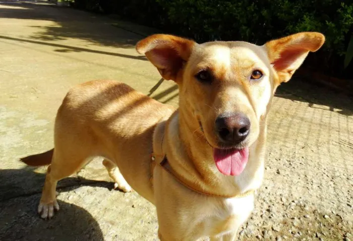 Cachorro ra a srd idade 1 ano nome Chiffon