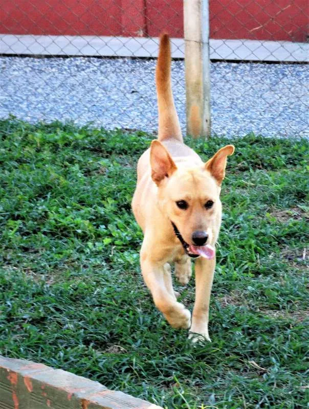 Cachorro ra a srd idade 1 ano nome Chiffon