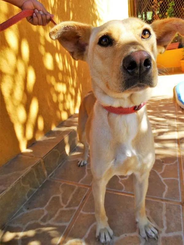 Cachorro ra a srd idade 1 ano nome Chiffon