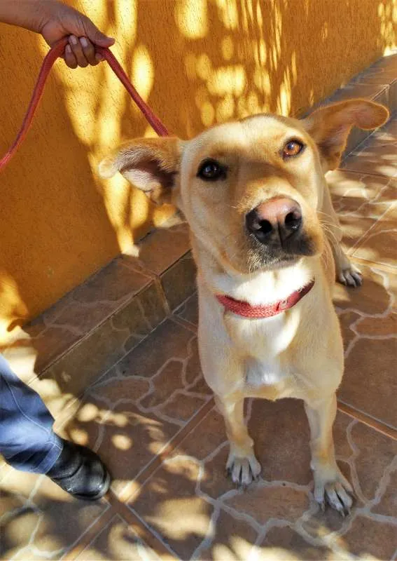Cachorro ra a srd idade 1 ano nome Chiffon