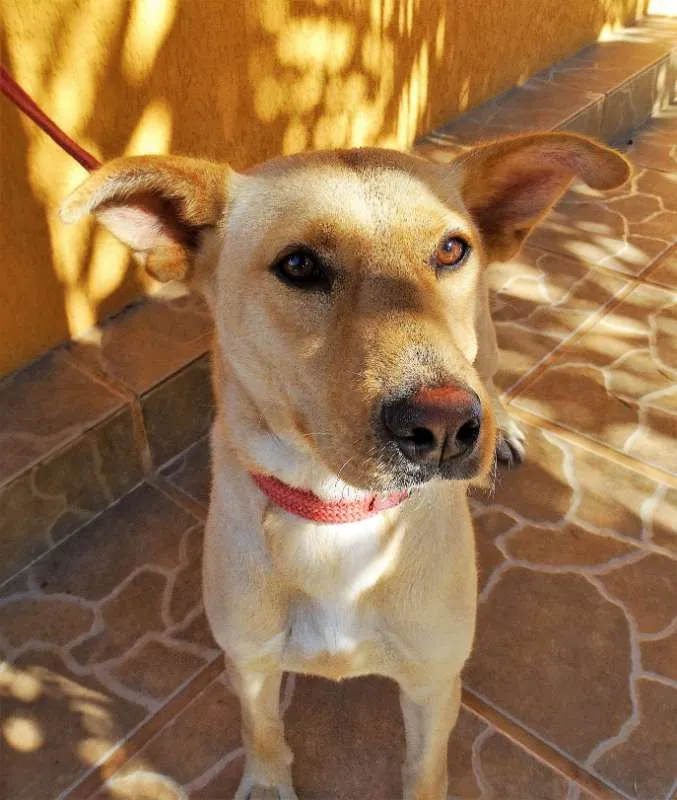 Cachorro ra a srd idade 1 ano nome Chiffon
