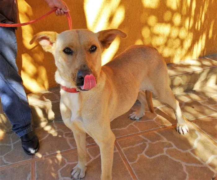 Cachorro ra a srd idade 1 ano nome Chiffon