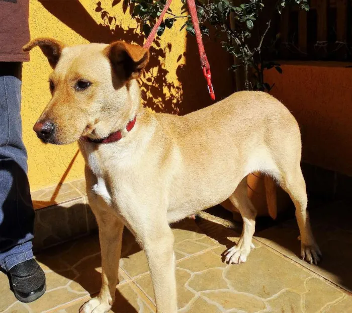 Cachorro ra a srd idade 1 ano nome Chiffon