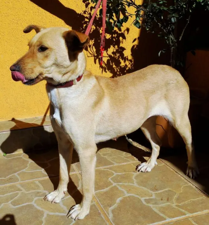 Cachorro ra a srd idade 1 ano nome Chiffon