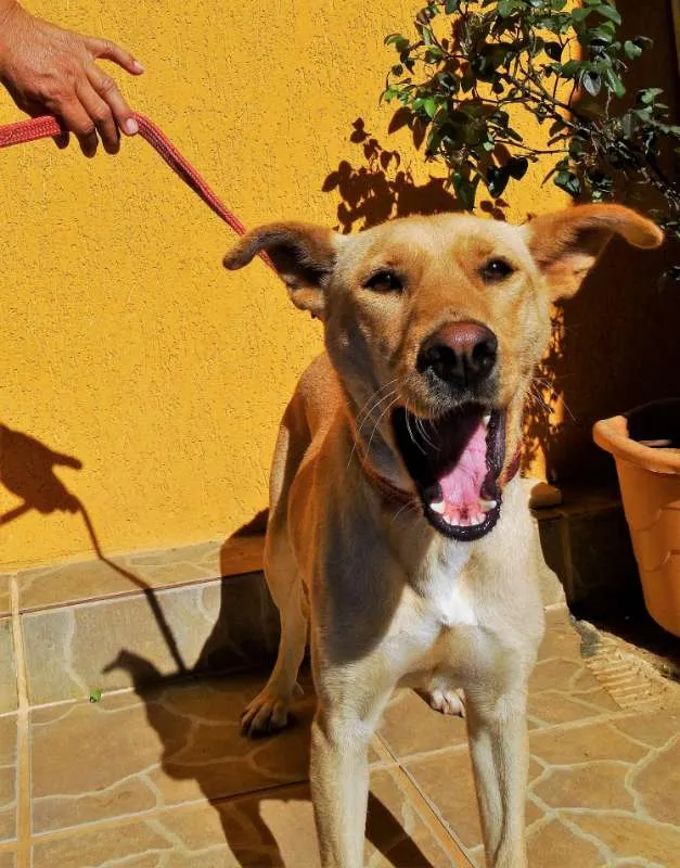 Cachorro ra a srd idade 1 ano nome Chiffon