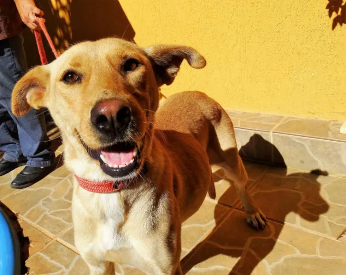 Cachorro ra a srd idade 1 ano nome Chiffon