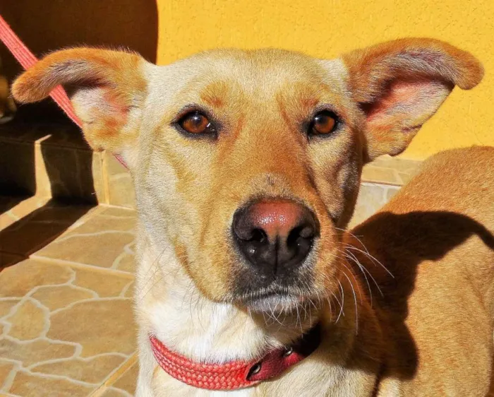 Cachorro ra a srd idade 1 ano nome Chiffon