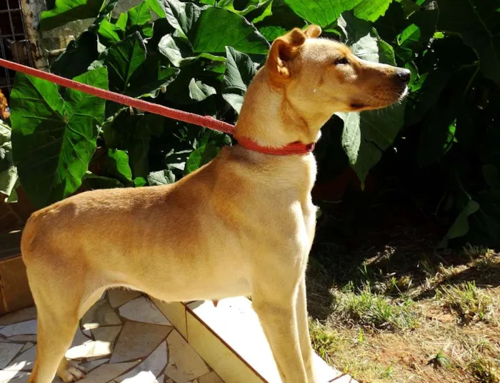 Cachorro ra a srd idade 1 ano nome Chiffon