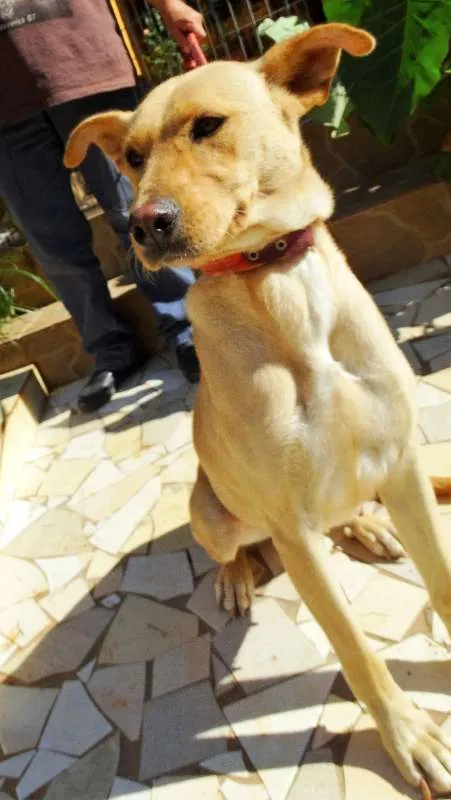 Cachorro ra a srd idade 1 ano nome Chiffon
