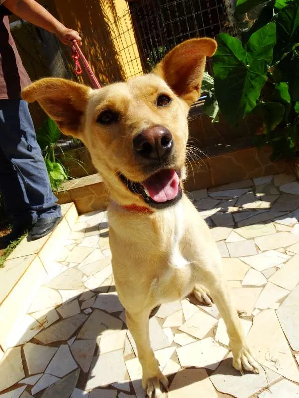 Cachorro ra a srd idade 1 ano nome Chiffon