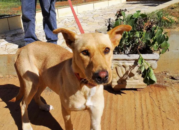 Cachorro ra a srd idade 1 ano nome Chiffon