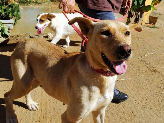 Cachorro ra a srd idade 1 ano nome Chiffon