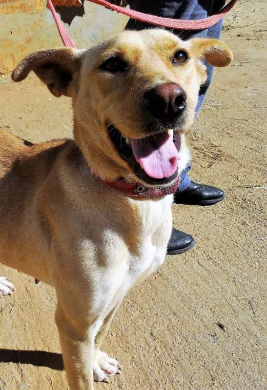 Cachorro ra a srd idade 1 ano nome Chiffon
